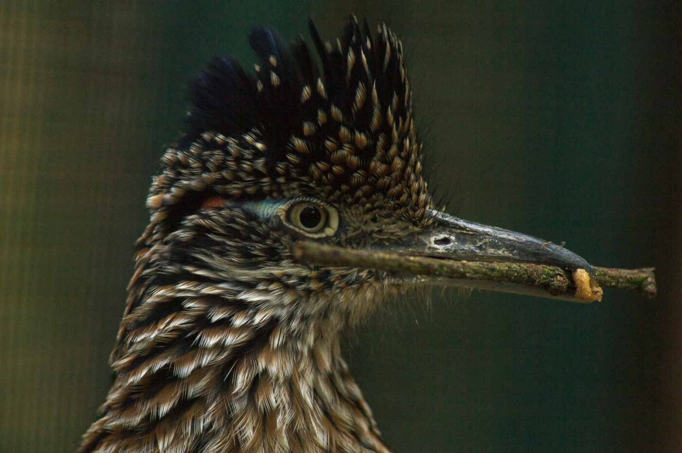 2018-04-19 - Walsrode - Vogelpark