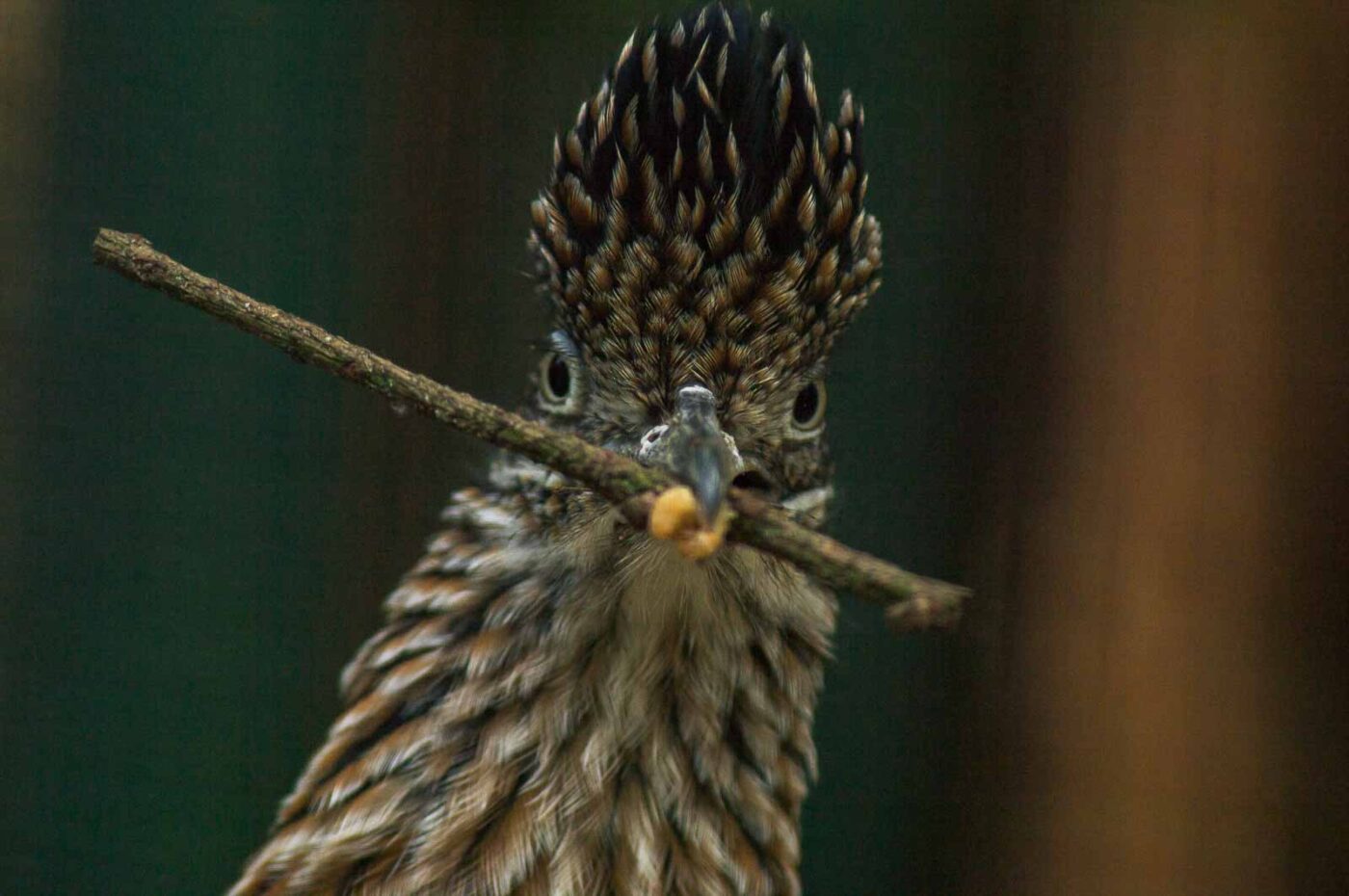 2018-04-19 - Walsrode - Vogelpark