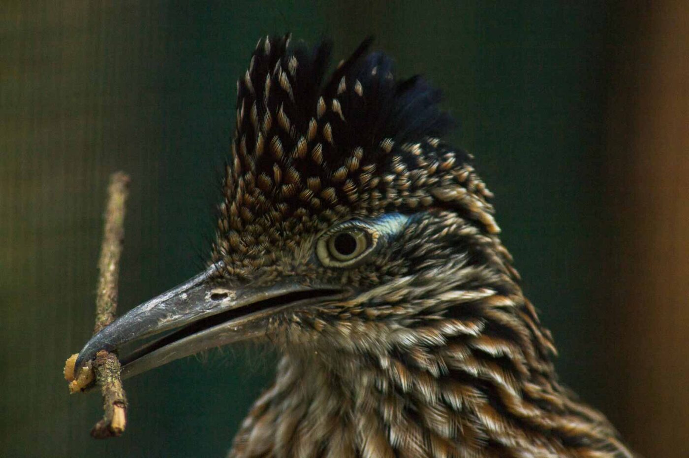 2018-04-19 - Walsrode - Vogelpark