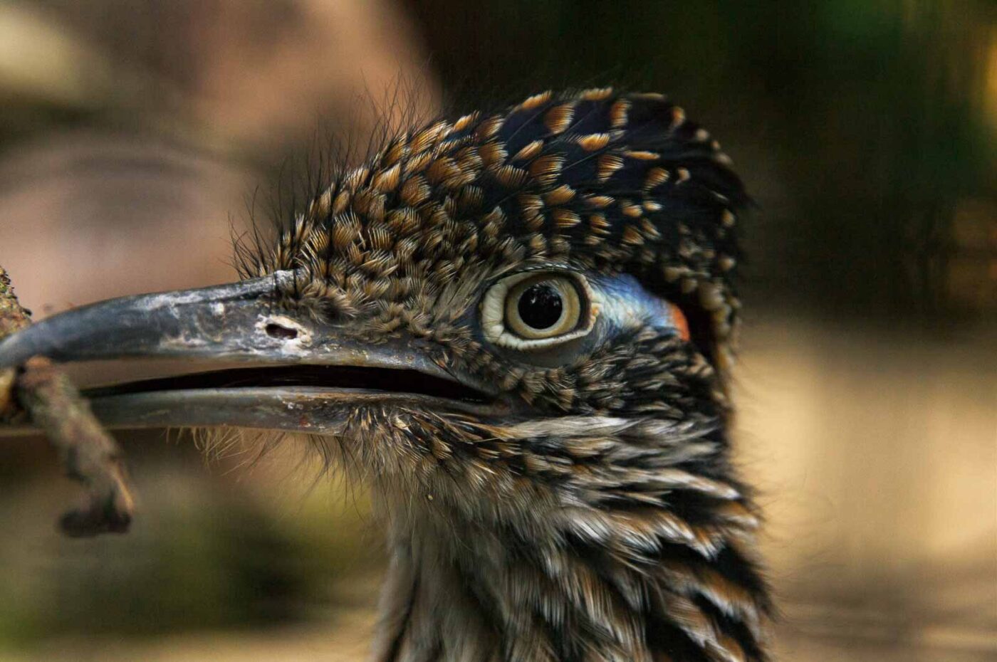 2018-04-19 - Walsrode - Vogelpark