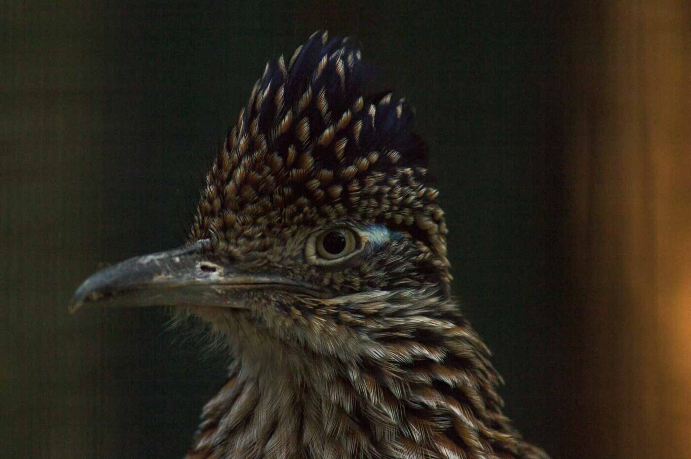 2018-04-19 - Walsrode - Vogelpark