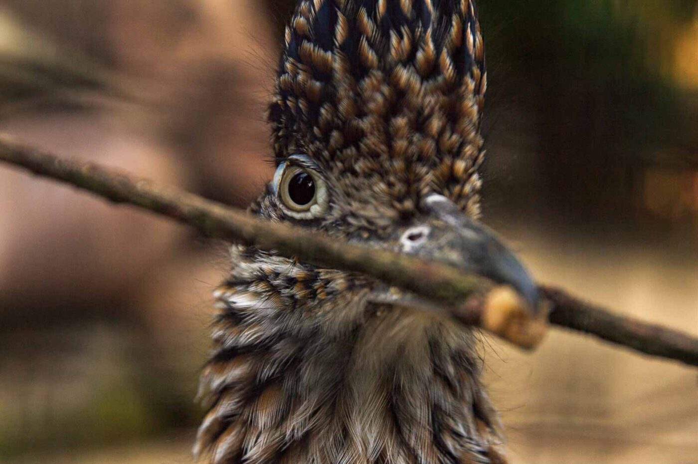 2018-04-19 - Walsrode - Vogelpark