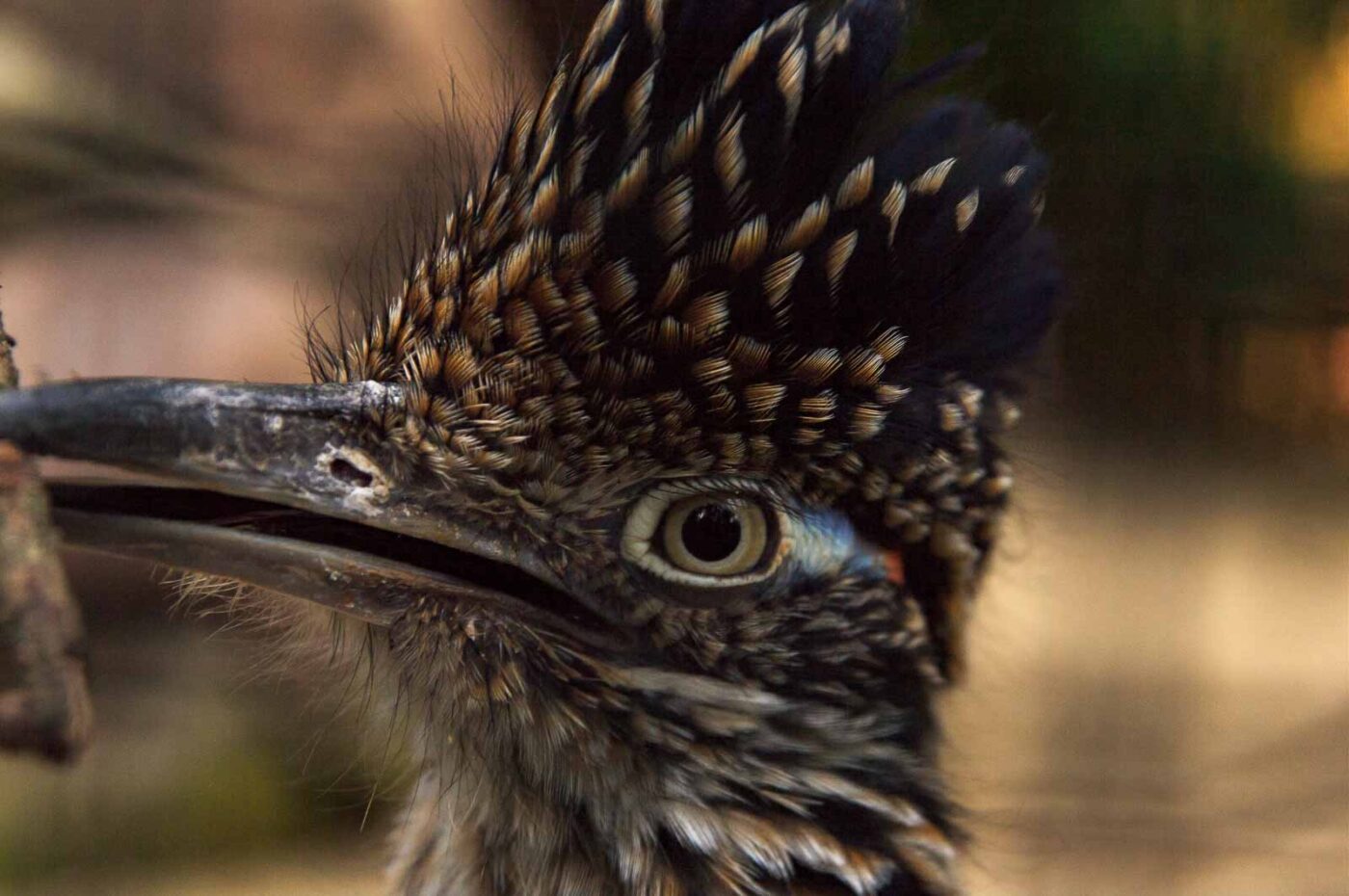 2018-04-19 - Walsrode - Vogelpark