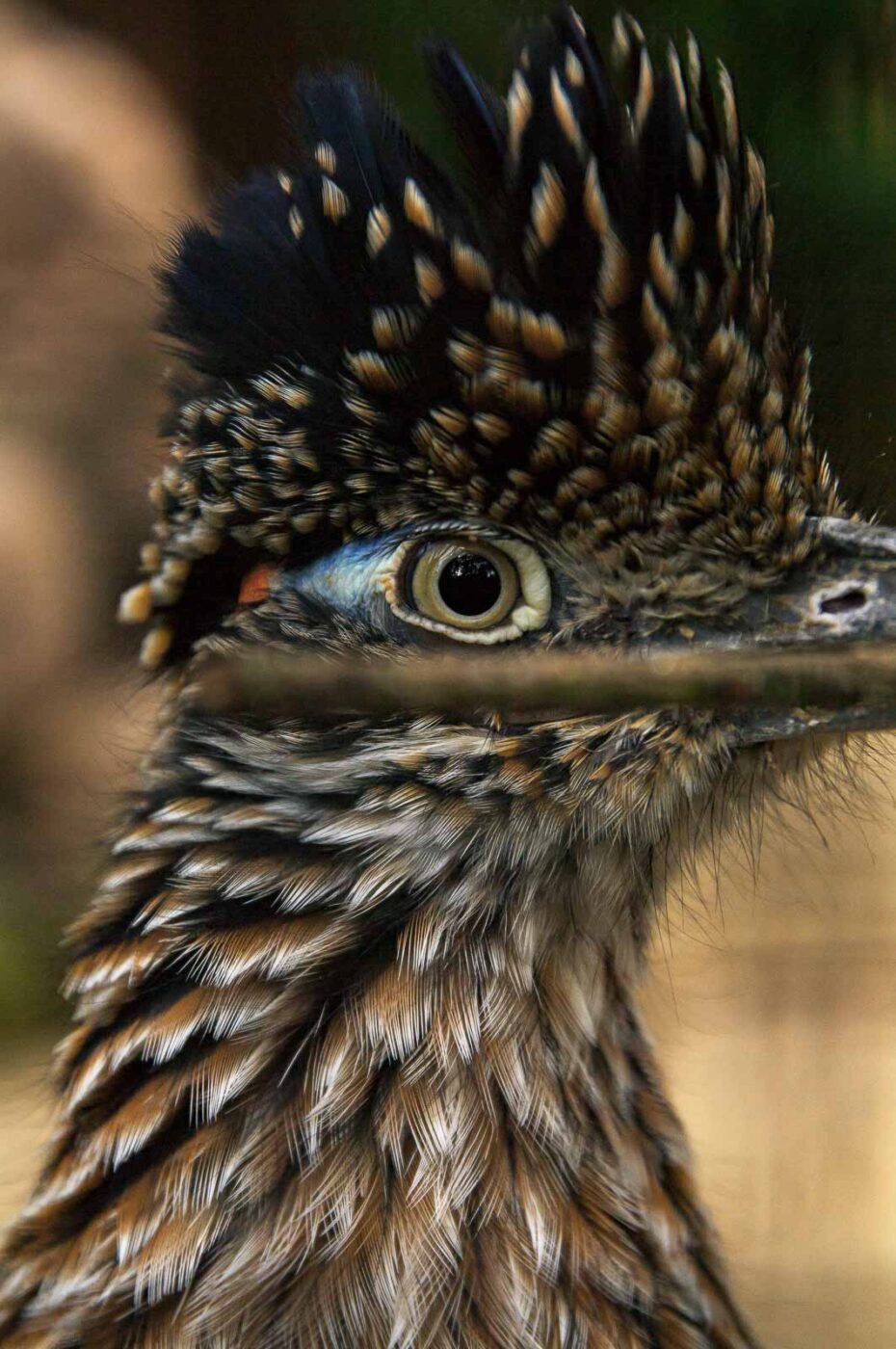 2018-04-19 - Walsrode - Vogelpark