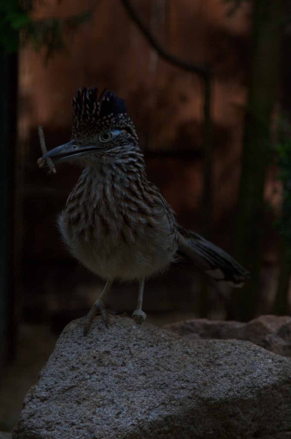 2018-04-19 - Walsrode - Vogelpark