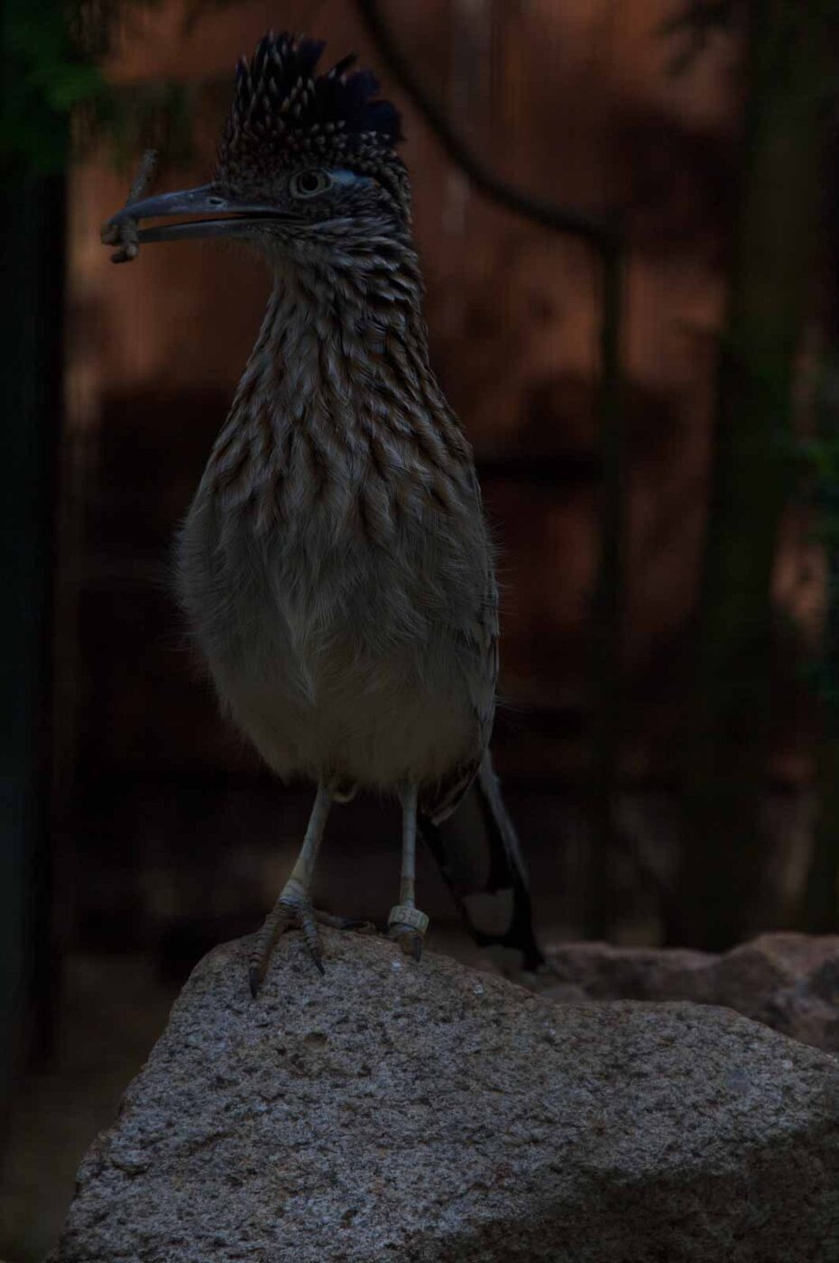 2018-04-19 - Walsrode - Vogelpark