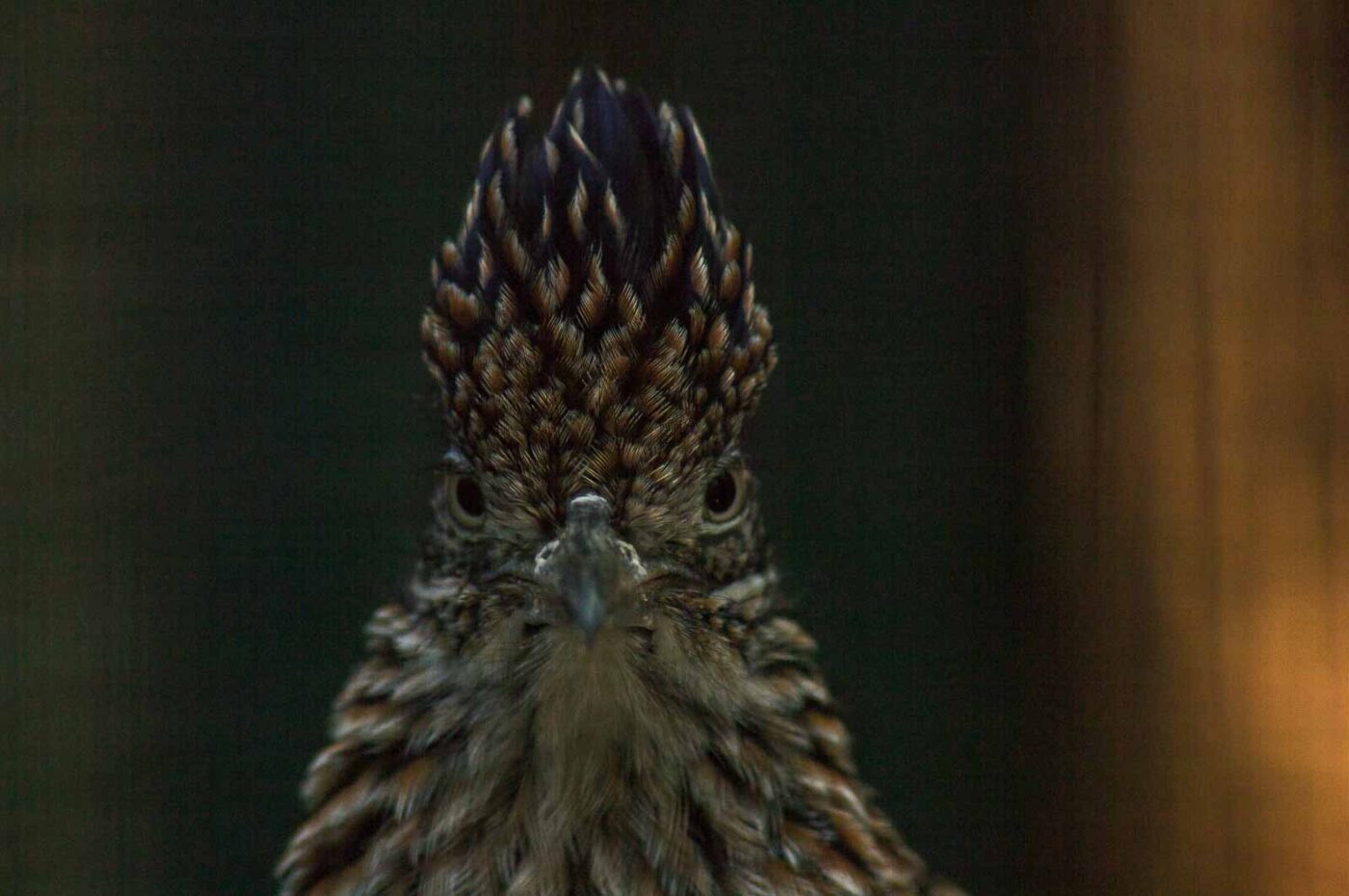 2018-04-19 - Walsrode - Vogelpark