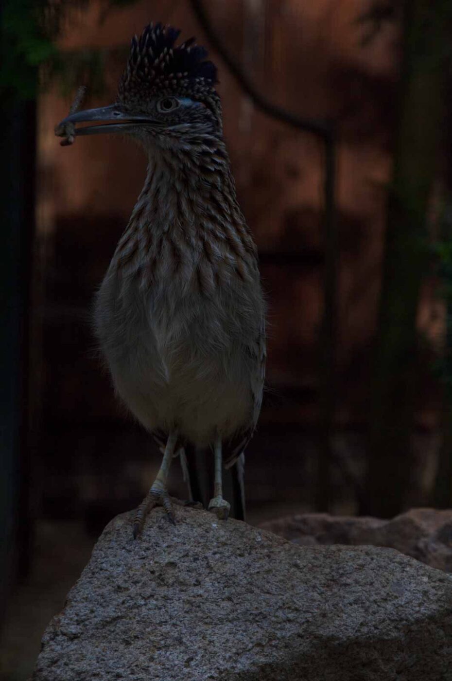 2018-04-19 - Walsrode - Vogelpark