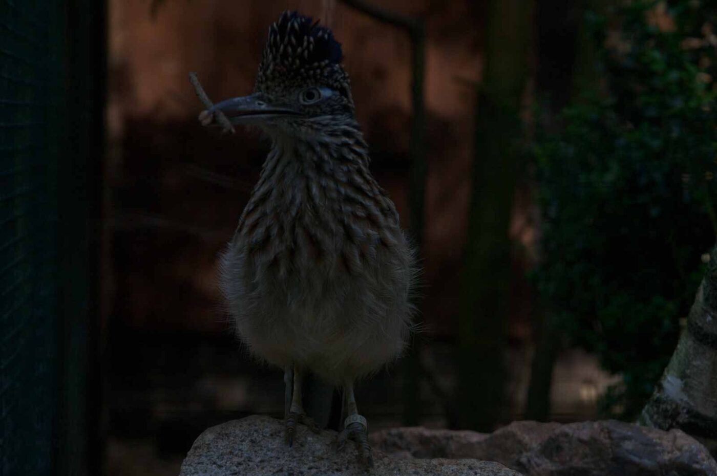 2018-04-19 - Walsrode - Vogelpark