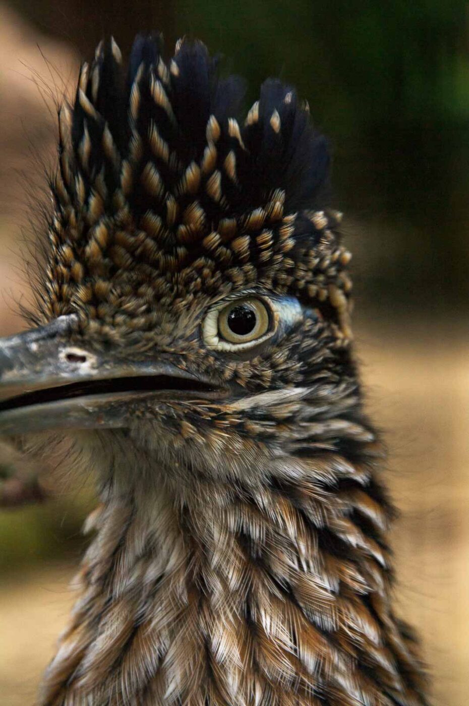 2018-04-19 - Walsrode - Vogelpark