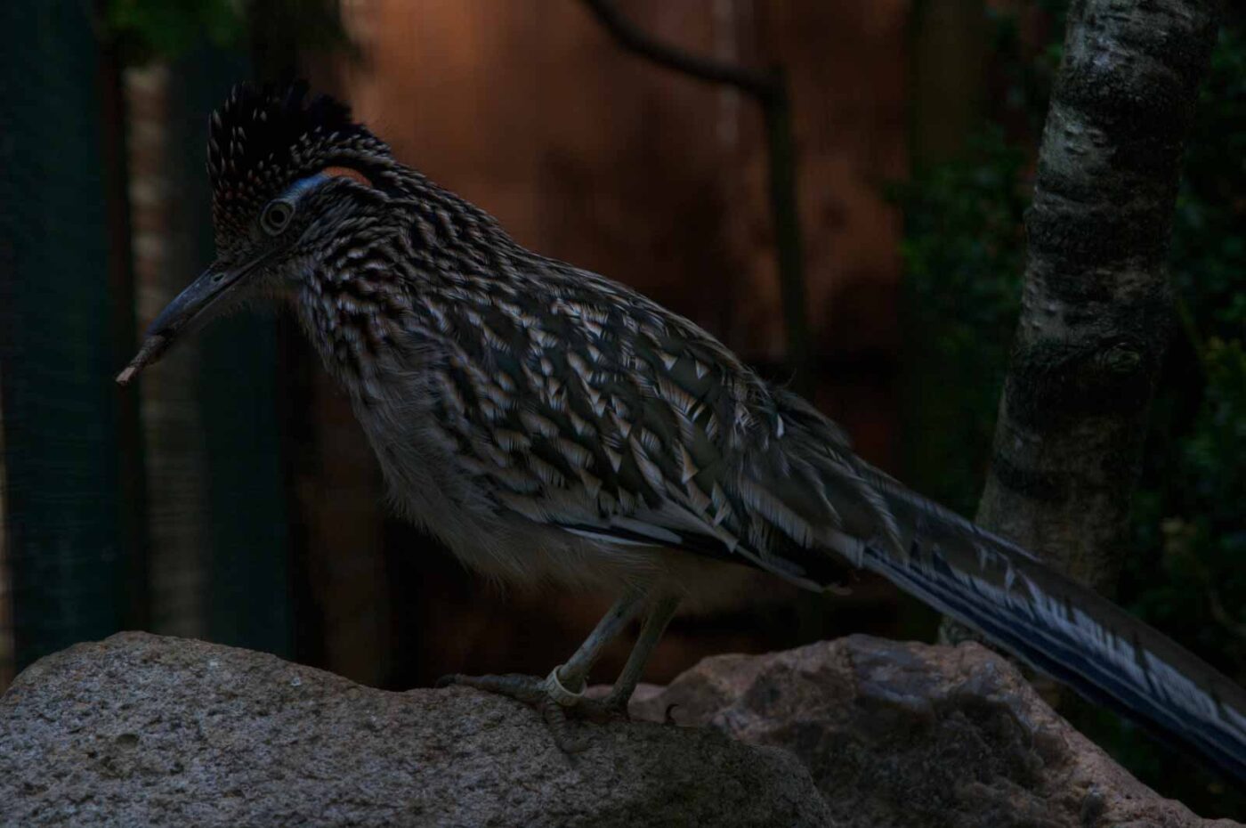 2018-04-19 - Walsrode - Vogelpark