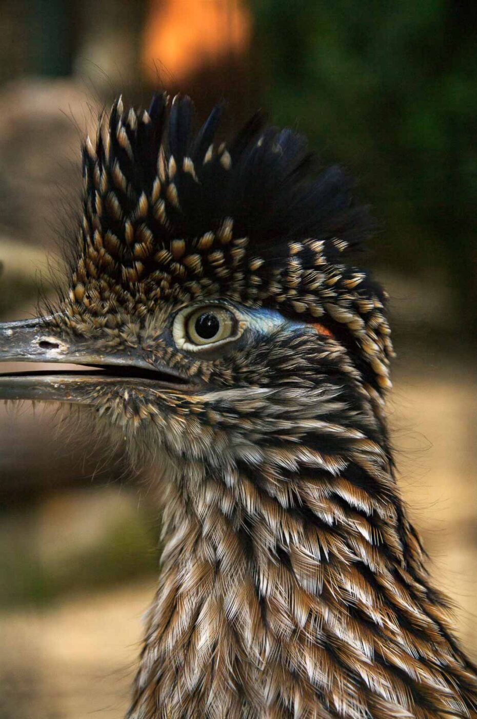 2018-04-19 - Walsrode - Vogelpark