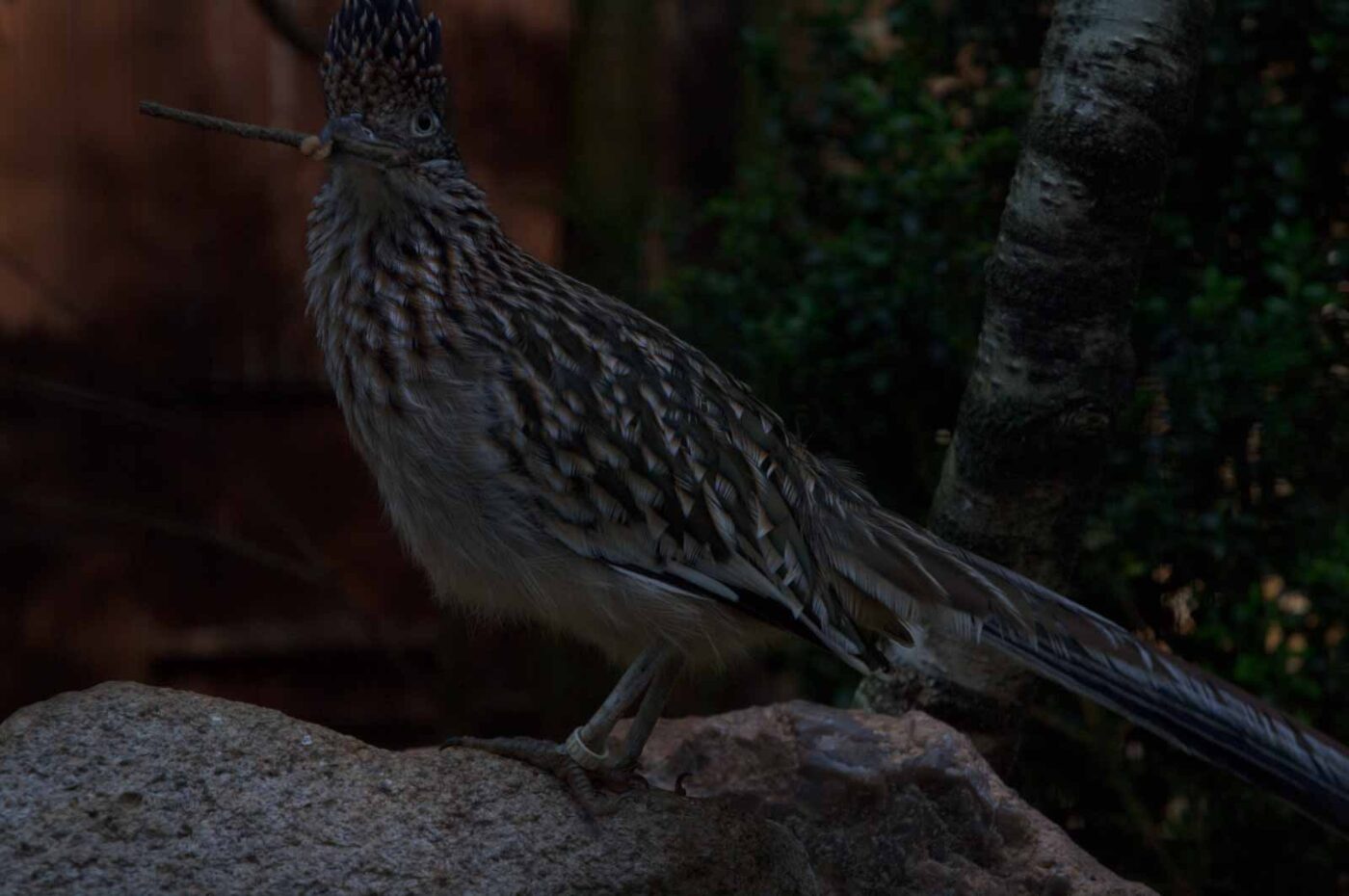 2018-04-19 - Walsrode - Vogelpark