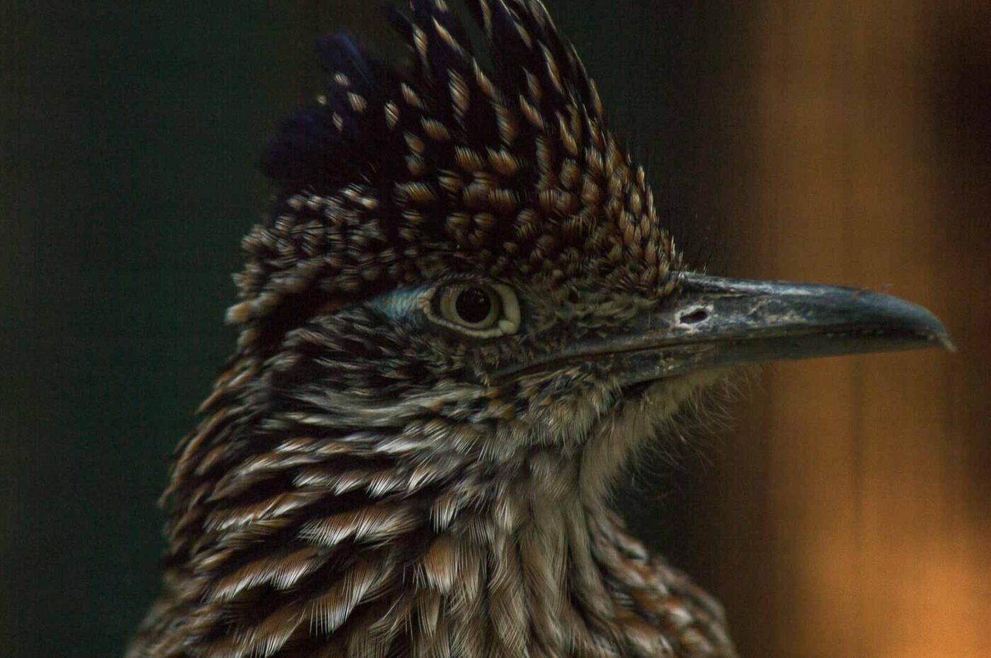 2018-04-19 - Walsrode - Vogelpark