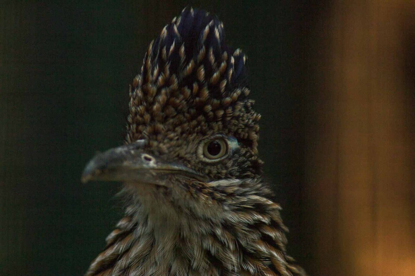 2018-04-19 - Walsrode - Vogelpark