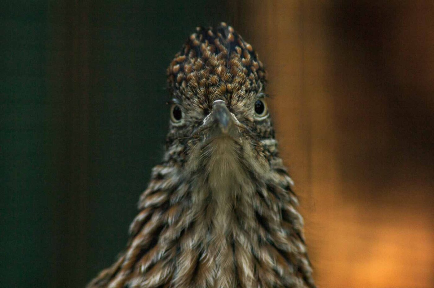 2018-04-19 - Walsrode - Vogelpark