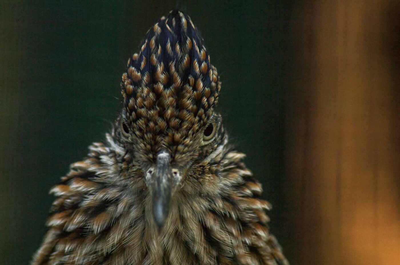 2018-04-19 - Walsrode - Vogelpark