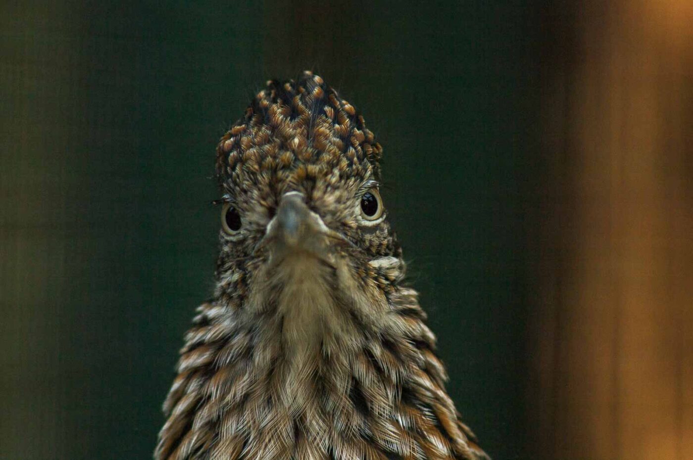 2018-04-19 - Walsrode - Vogelpark