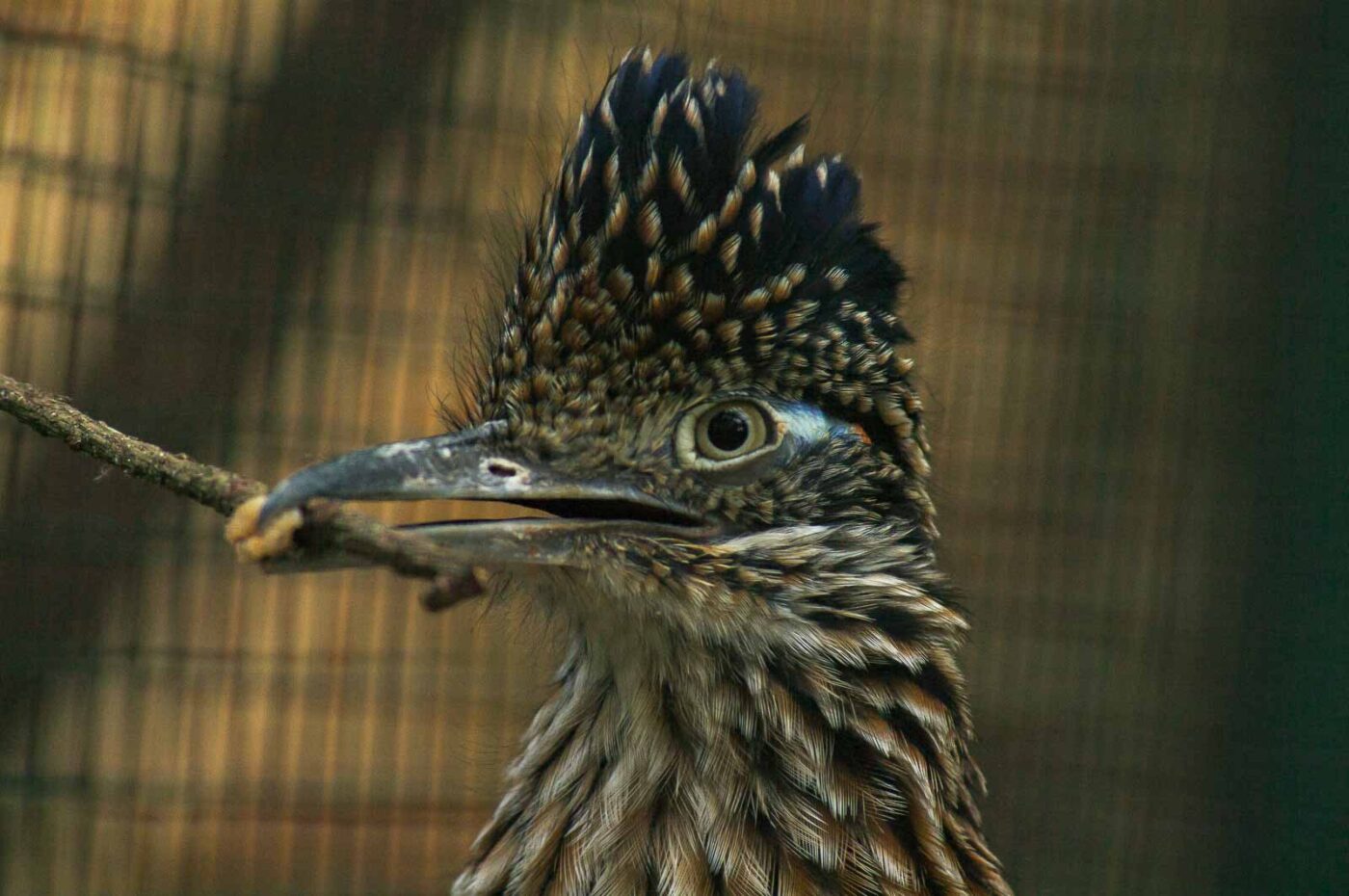 2018-04-19 - Walsrode - Vogelpark