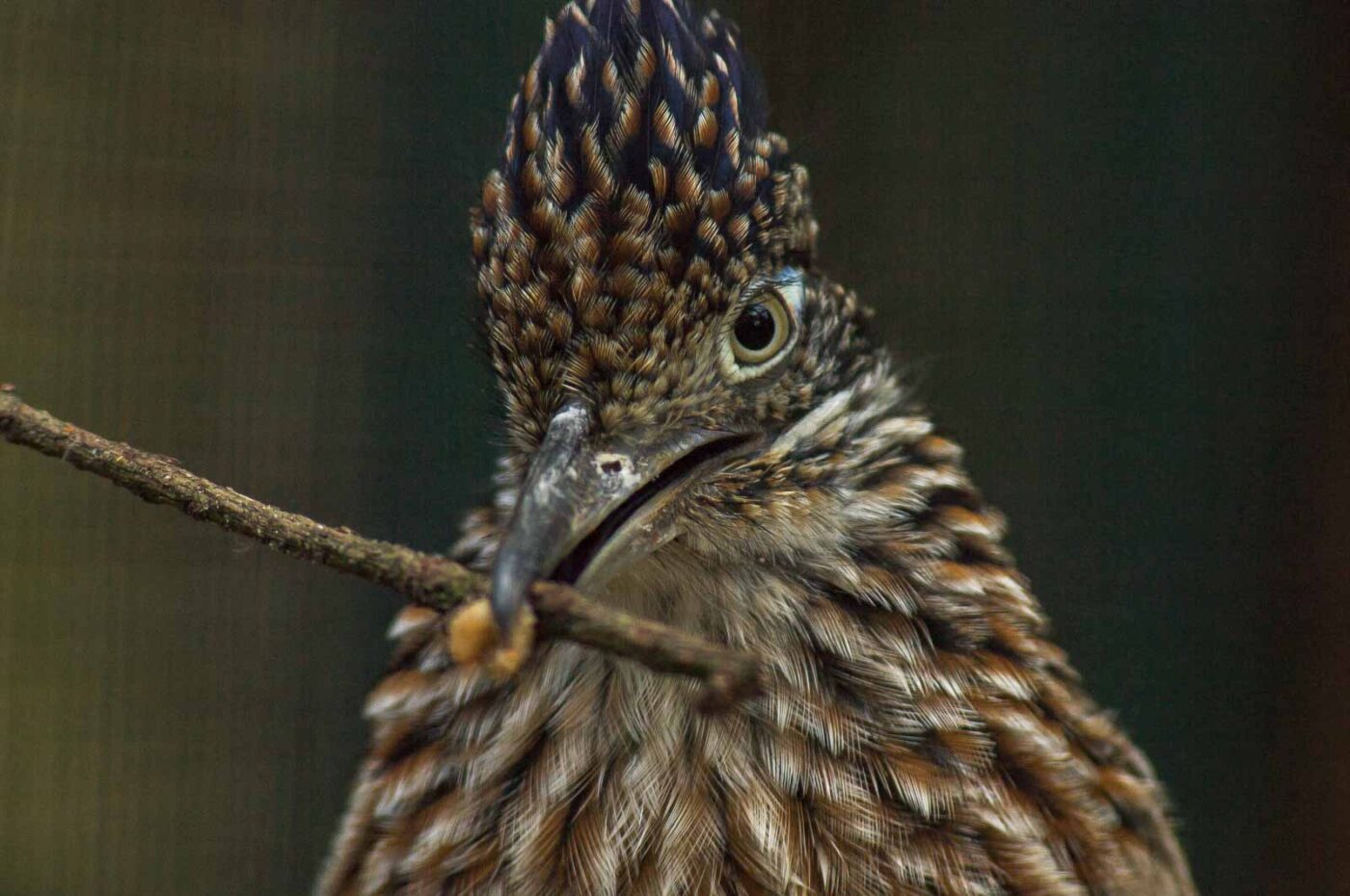 2018-04-19 - Walsrode - Vogelpark