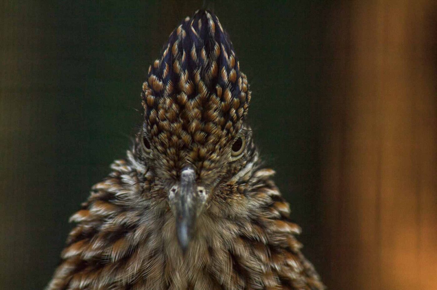 2018-04-19 - Walsrode - Vogelpark