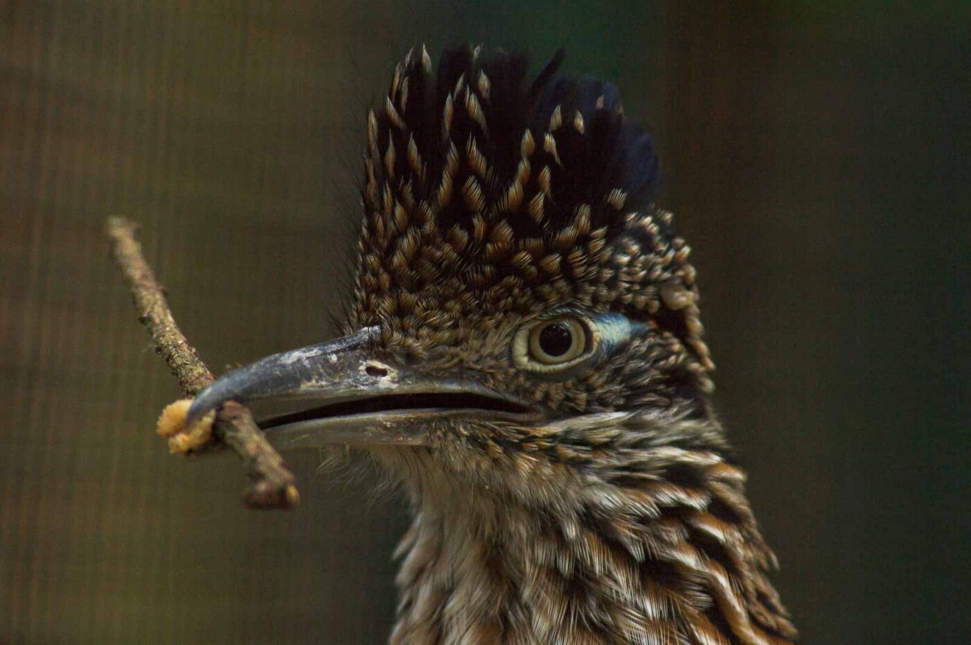2018-04-19 - Walsrode - Vogelpark
