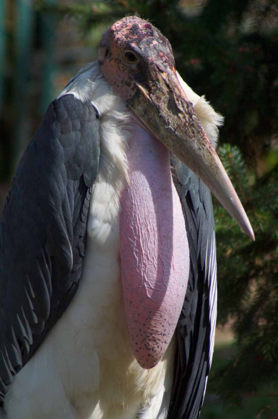 2018-04-19 - Walsrode - Vogelpark