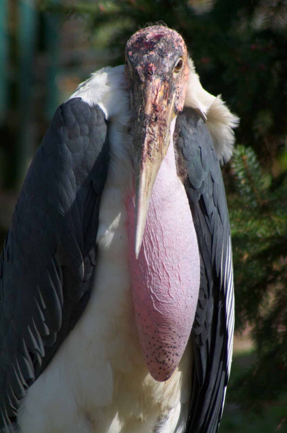 2018-04-19 - Walsrode - Vogelpark