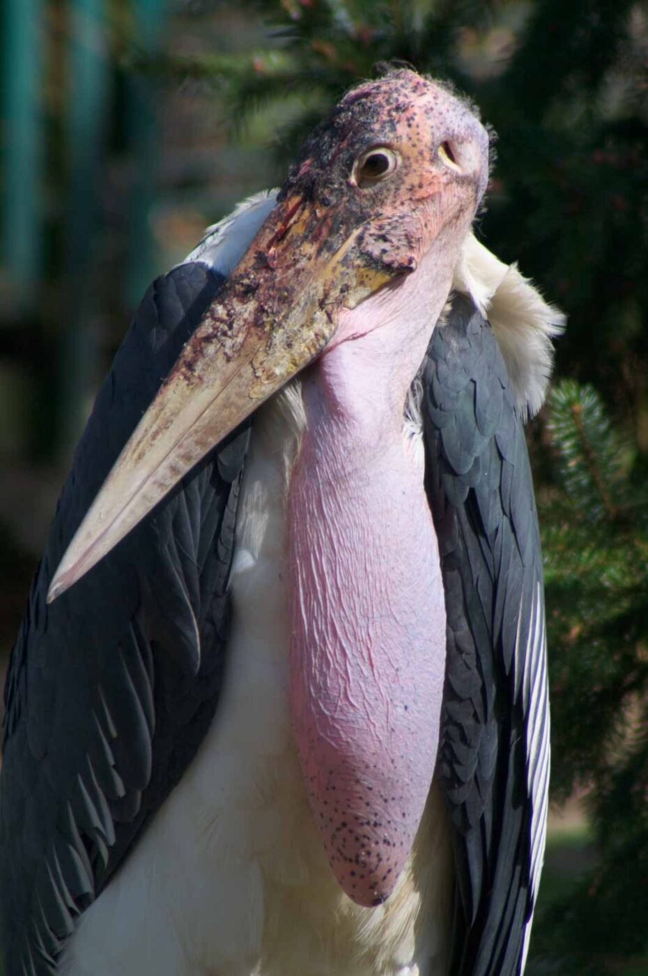 2018-04-19 - Walsrode - Vogelpark