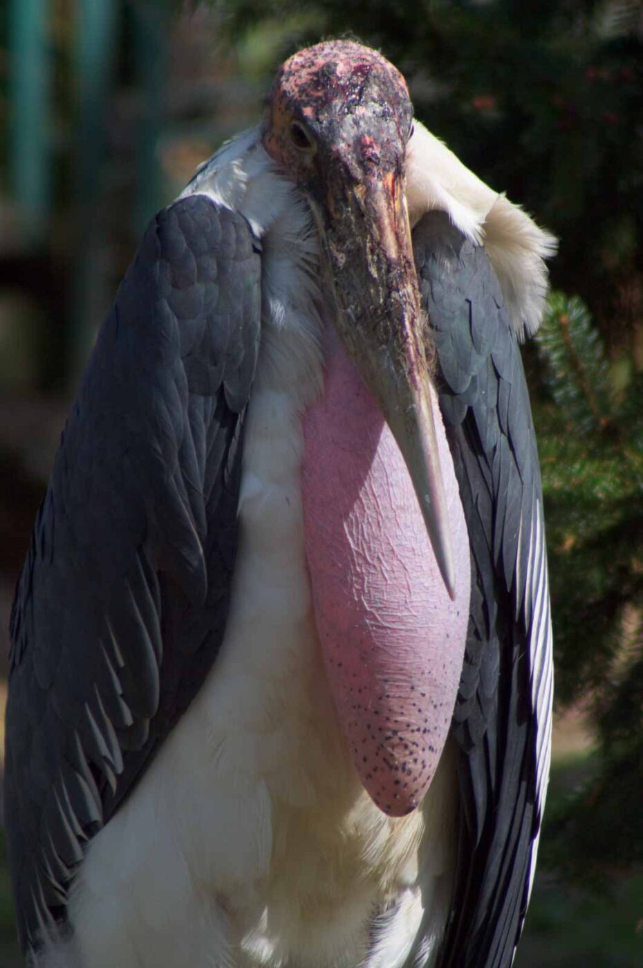 2018-04-19 - Walsrode - Vogelpark