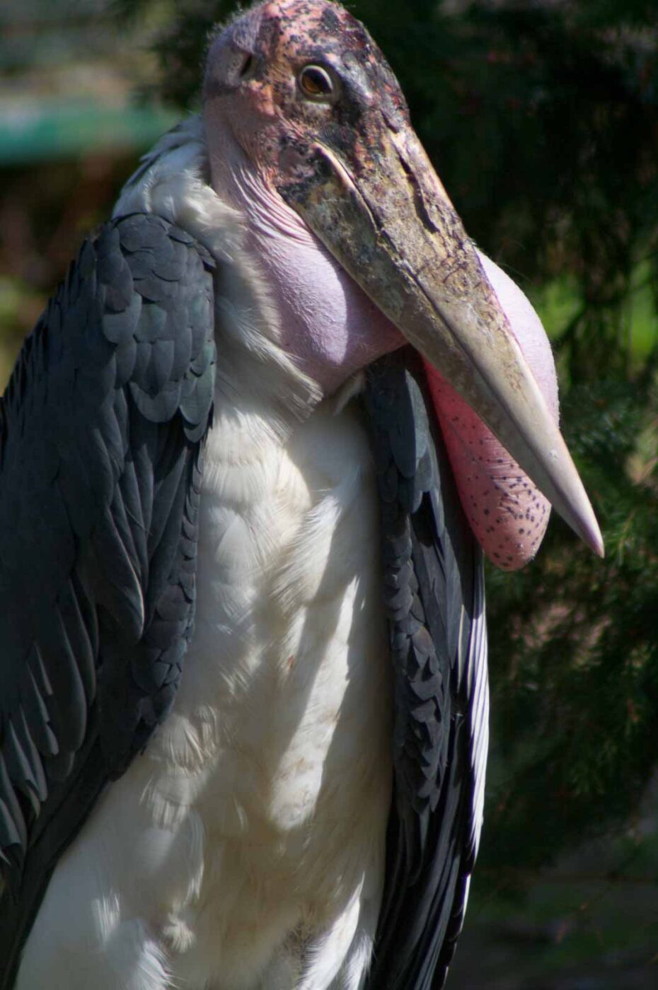 2018-04-19 - Walsrode - Vogelpark