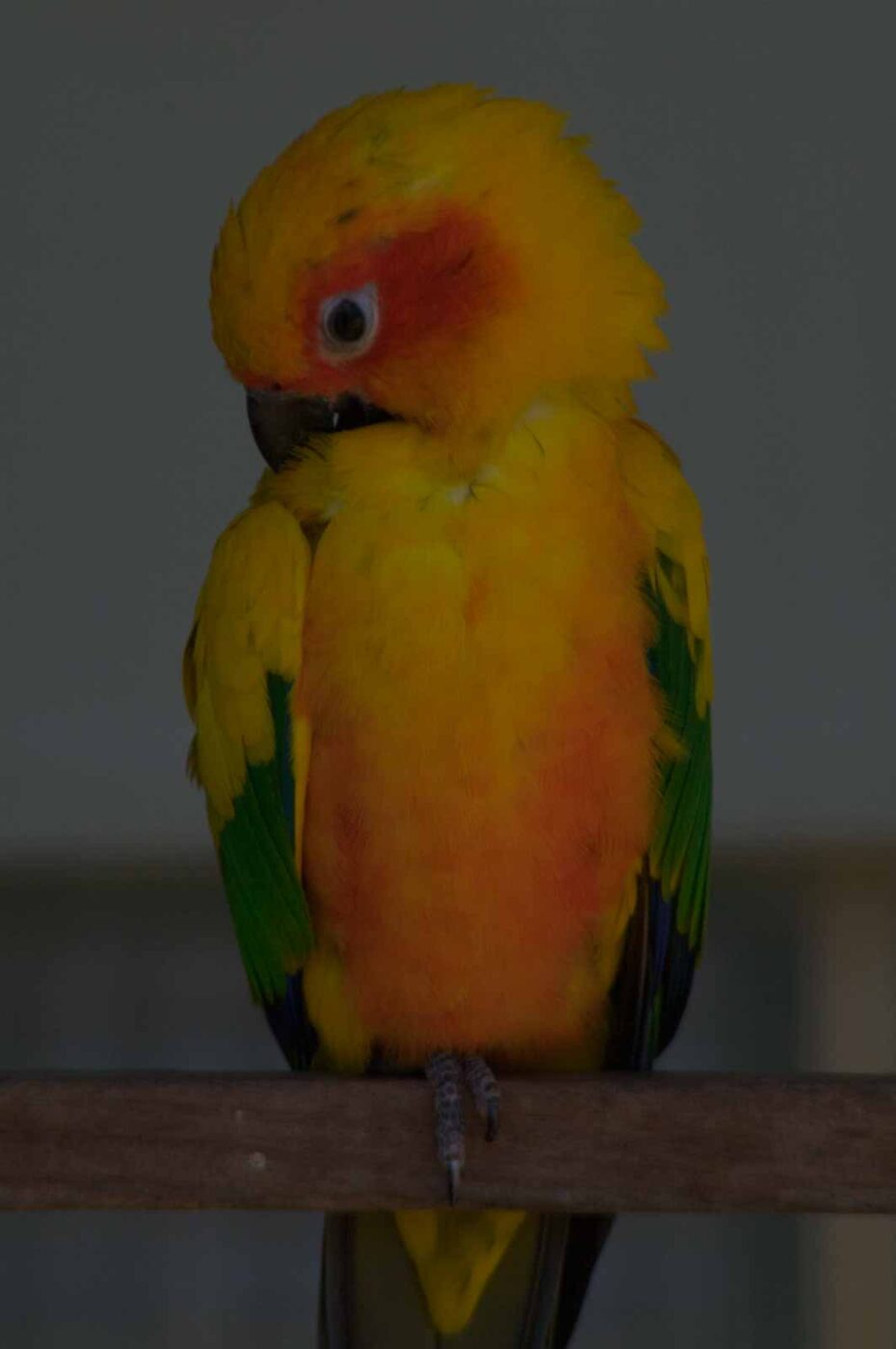 2018-04-19 - Walsrode - Vogelpark