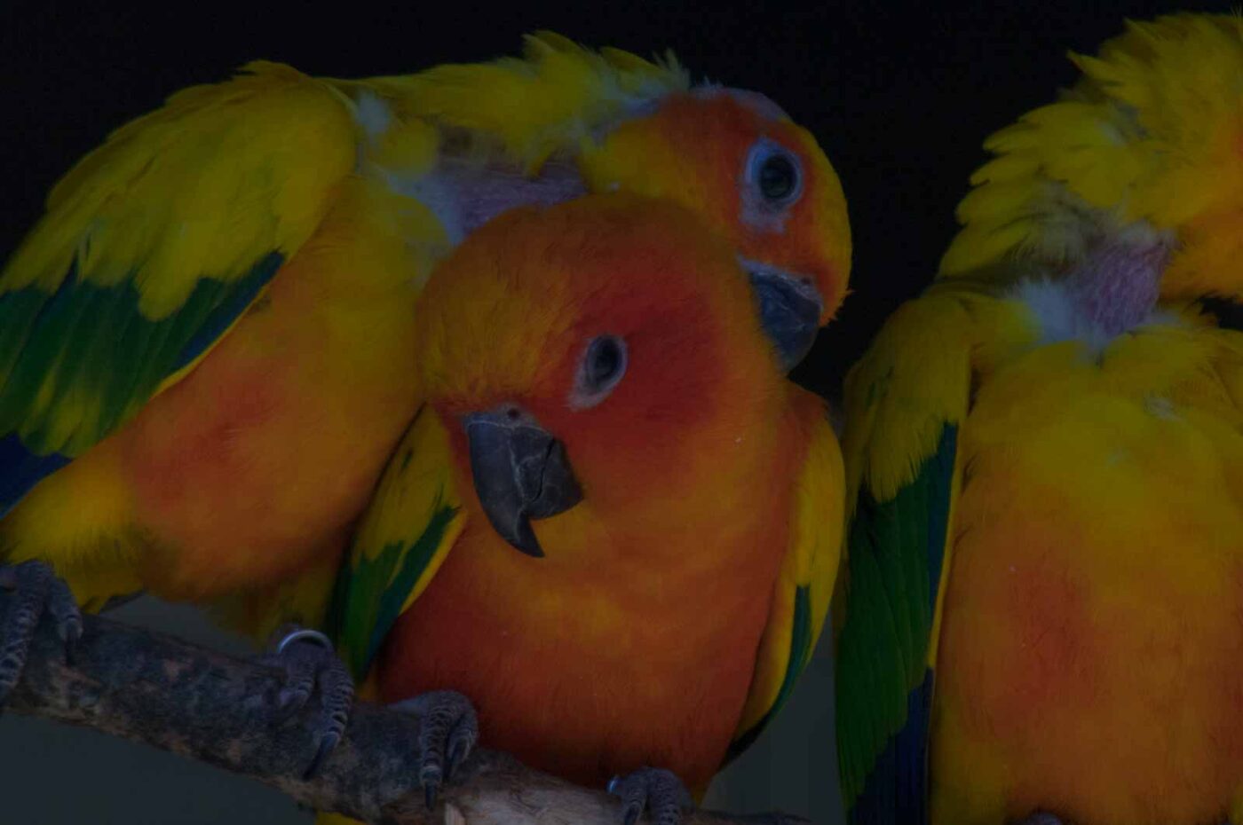 2018-04-19 - Walsrode - Vogelpark