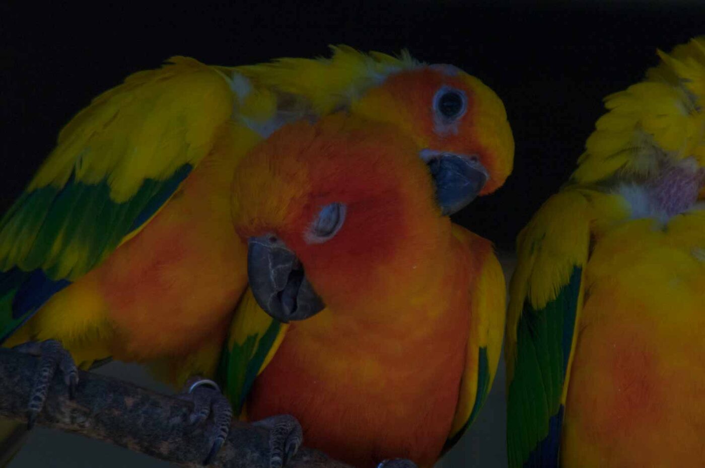 2018-04-19 - Walsrode - Vogelpark