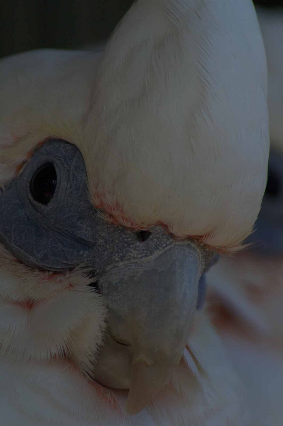 2018-04-19 - Walsrode - Vogelpark