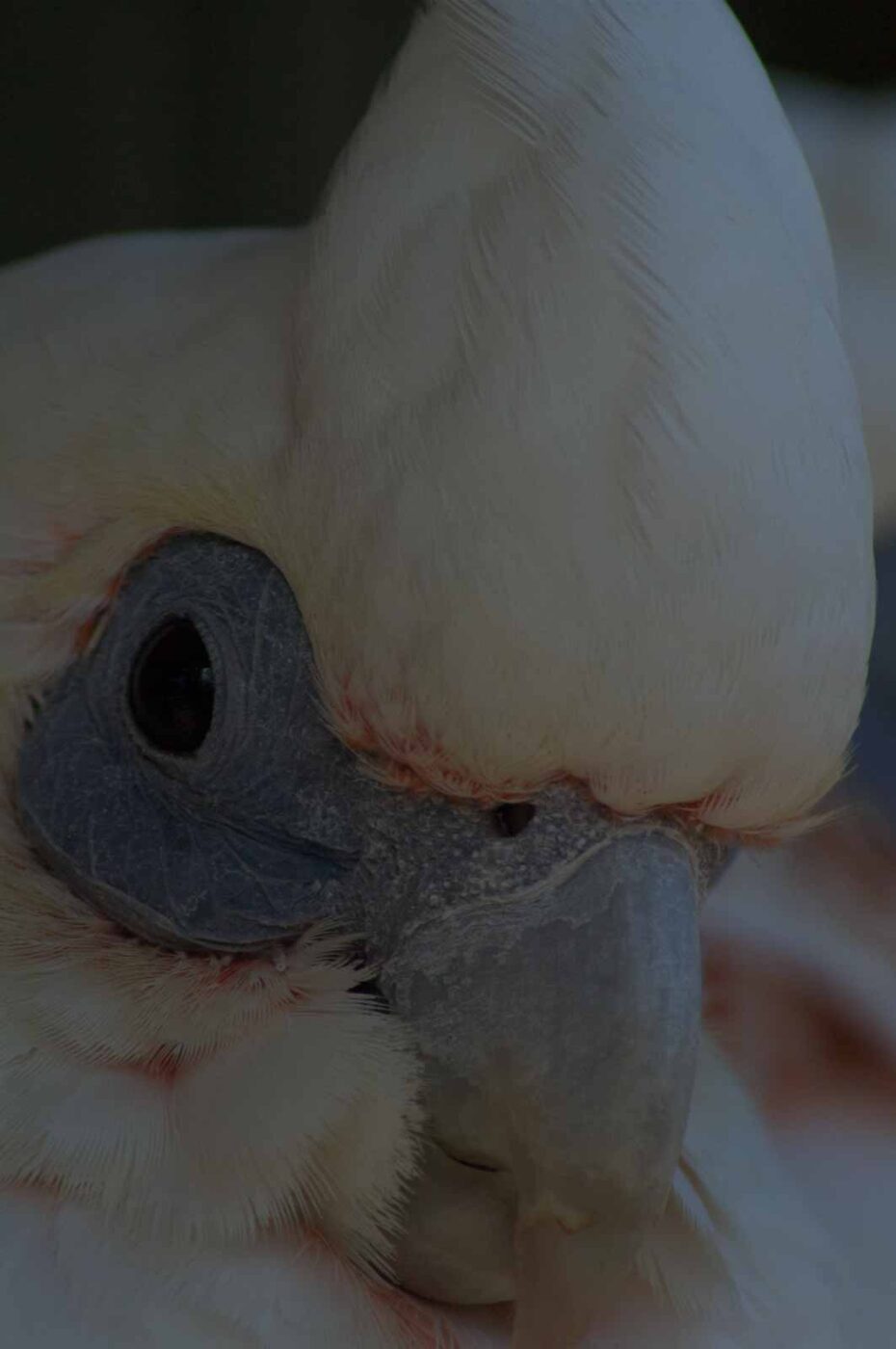 2018-04-19 - Walsrode - Vogelpark