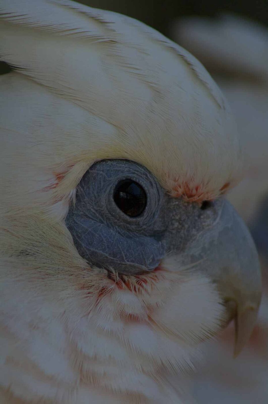 2018-04-19 - Walsrode - Vogelpark
