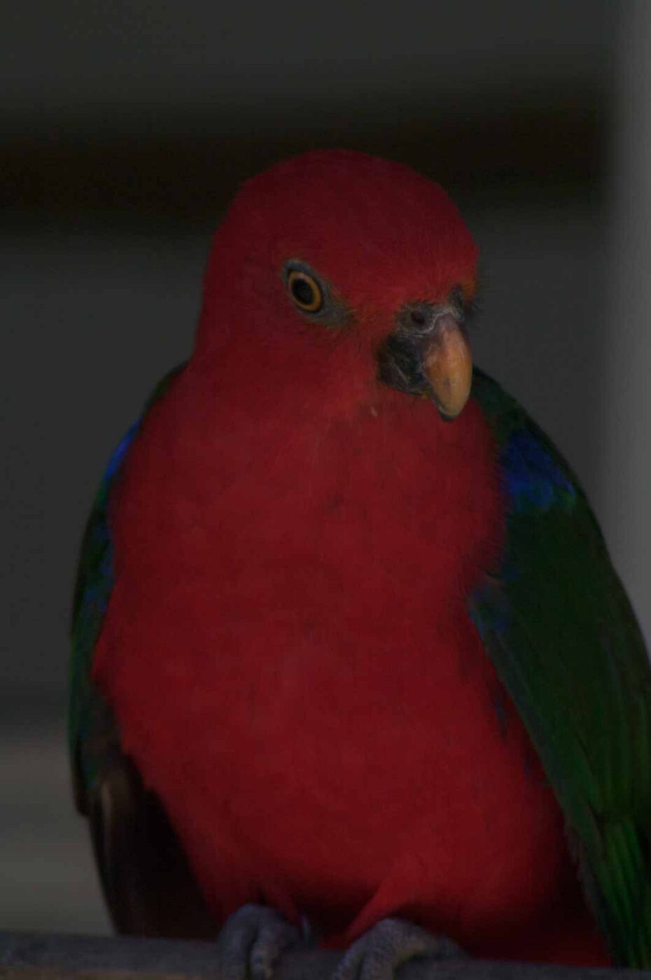 2018-04-19 - Walsrode - Vogelpark