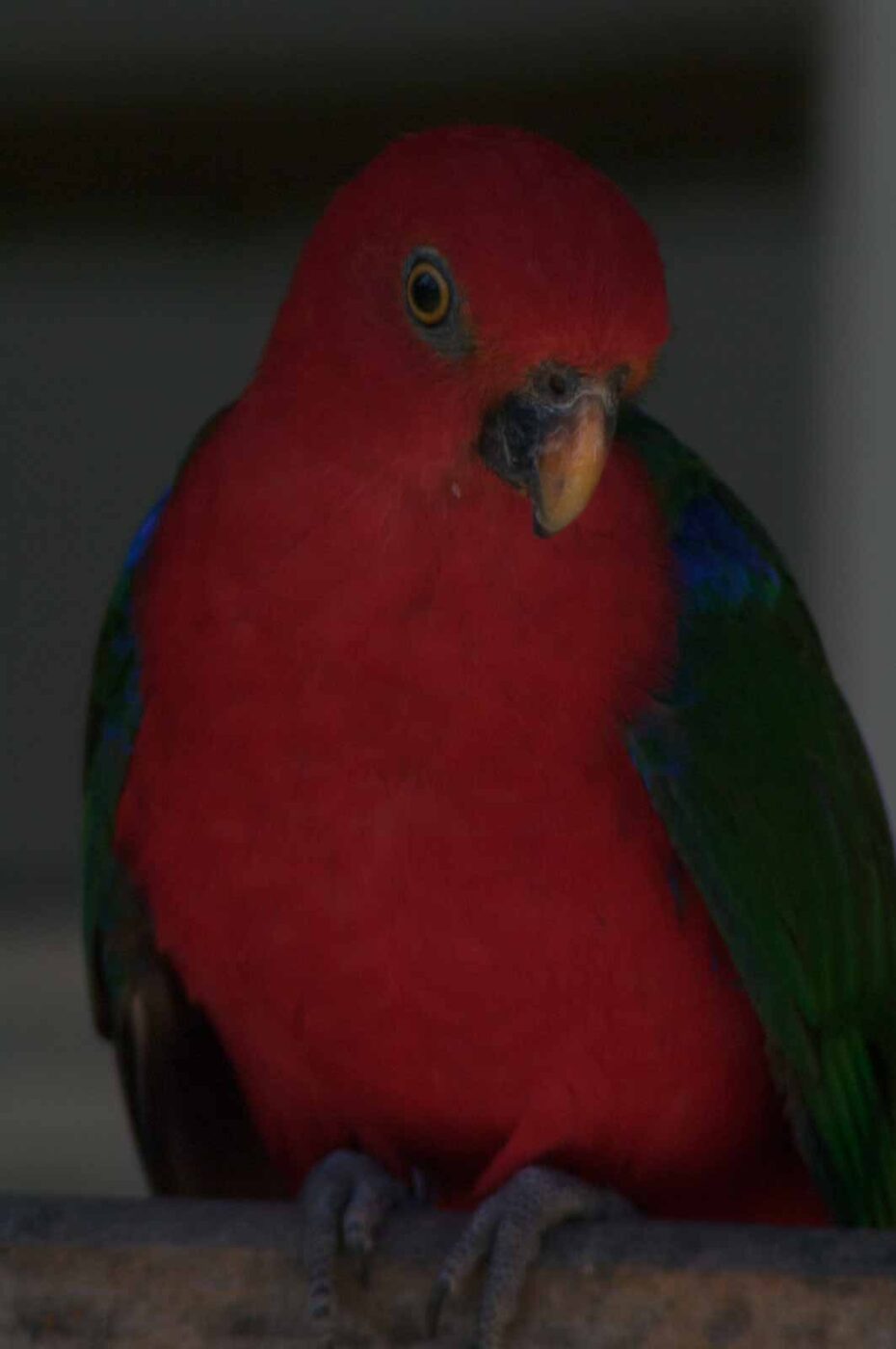 2018-04-19 - Walsrode - Vogelpark