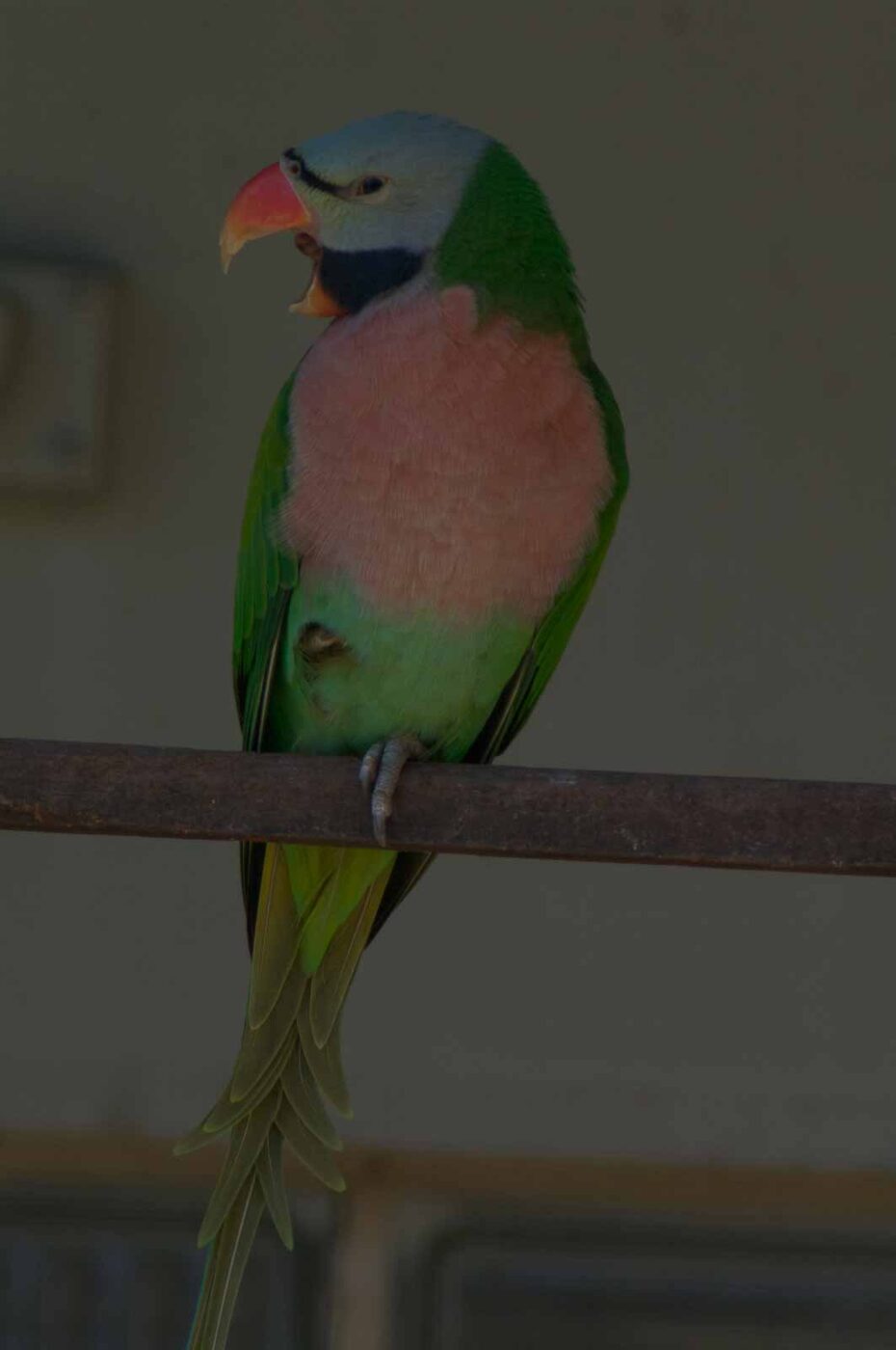2018-04-19 - Walsrode - Vogelpark