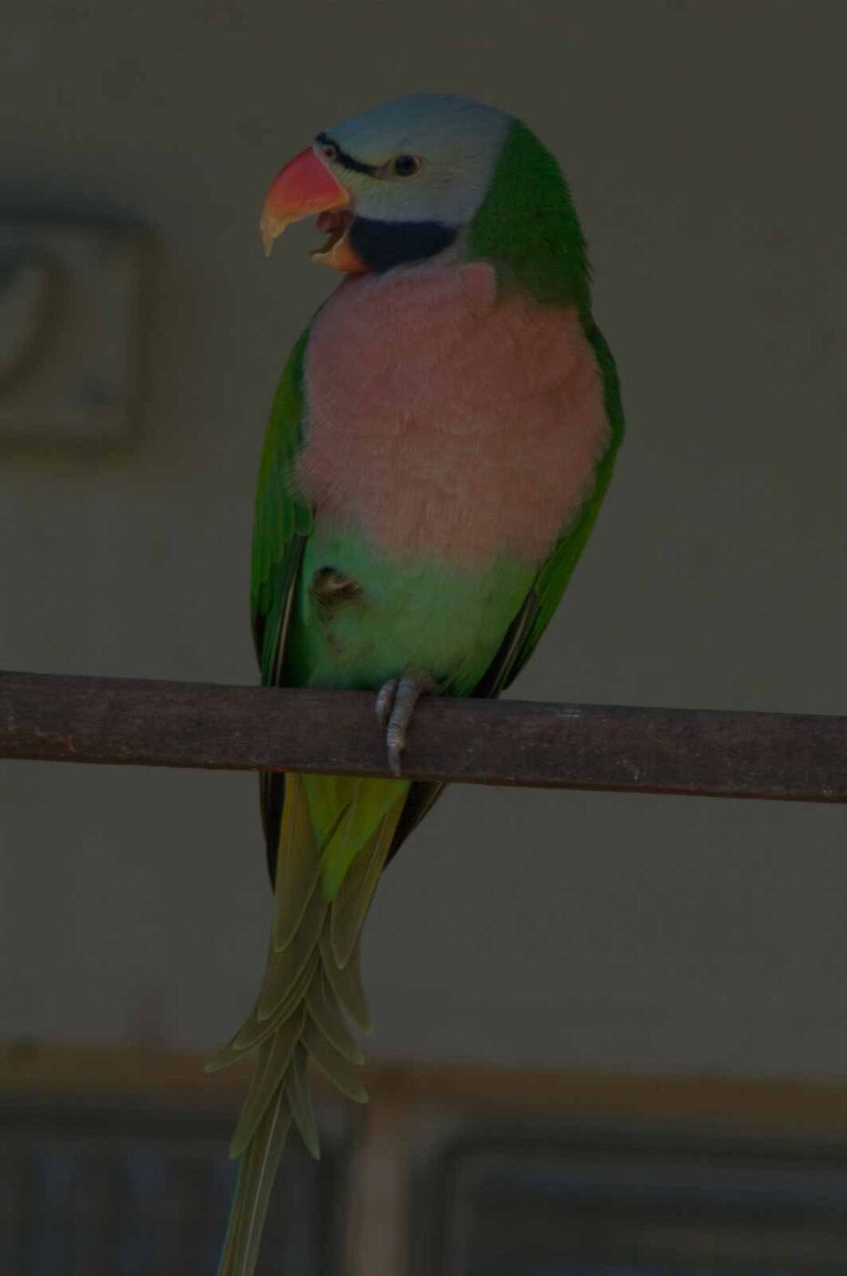 2018-04-19 - Walsrode - Vogelpark