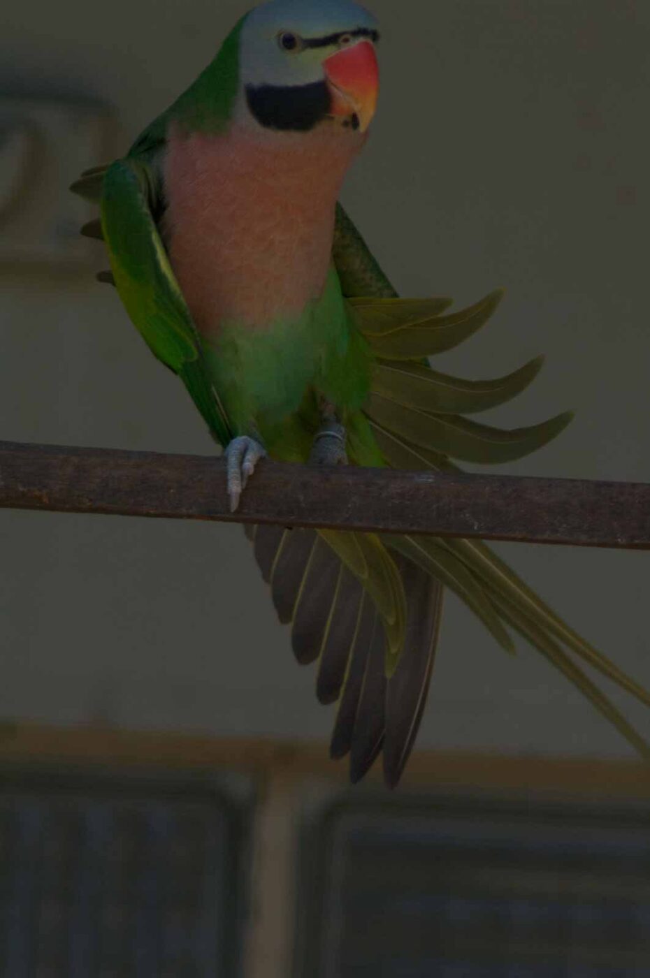 2018-04-19 - Walsrode - Vogelpark