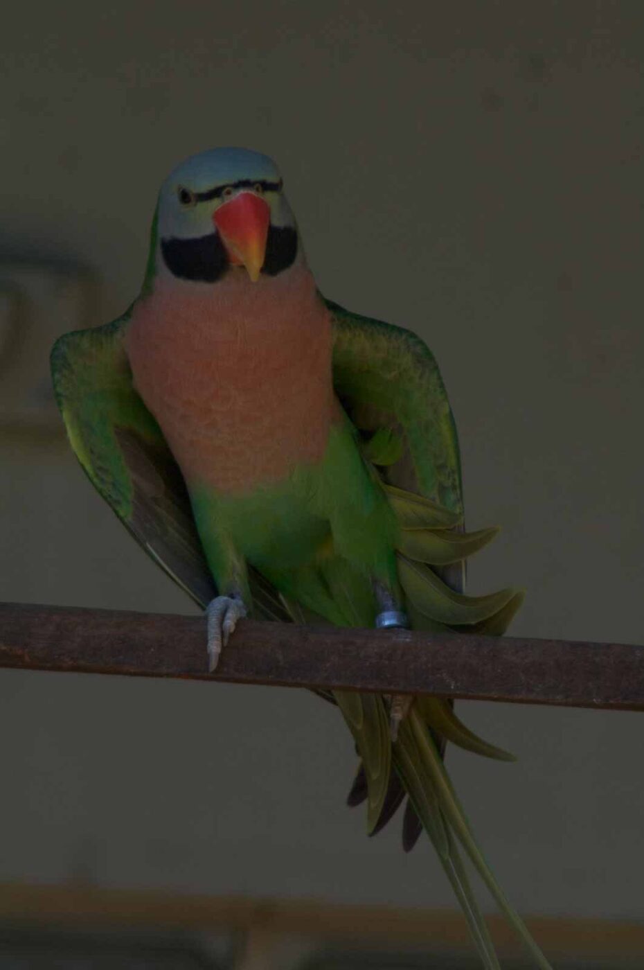 2018-04-19 - Walsrode - Vogelpark