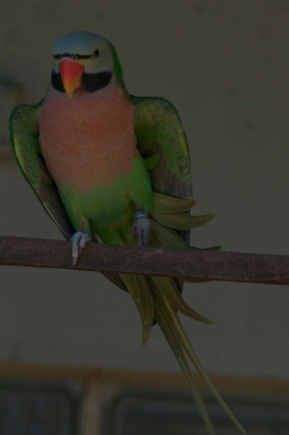 2018-04-19 - Walsrode - Vogelpark