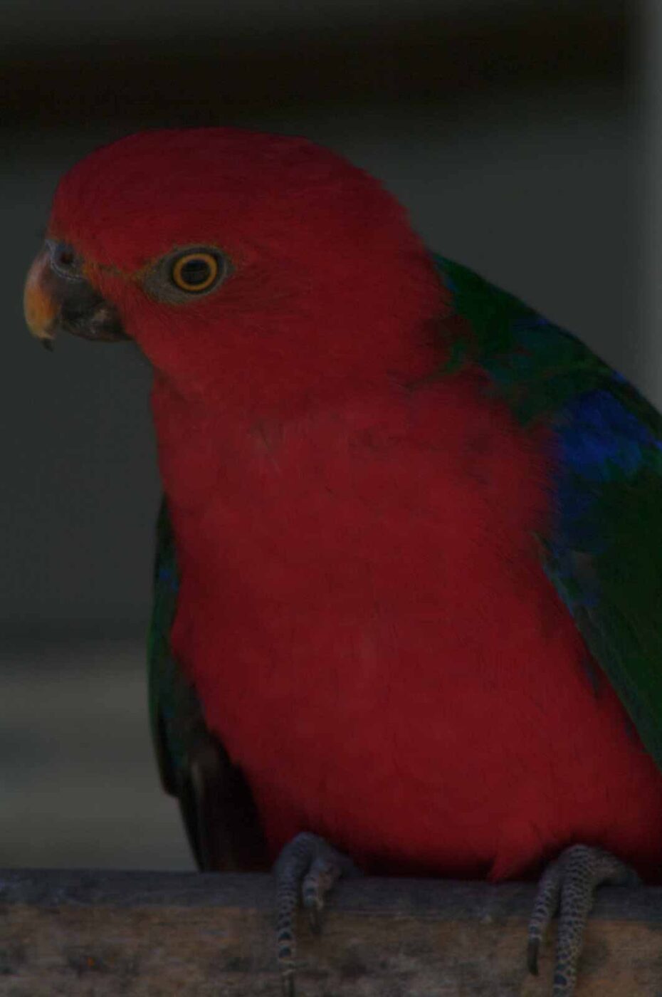 2018-04-19 - Walsrode - Vogelpark