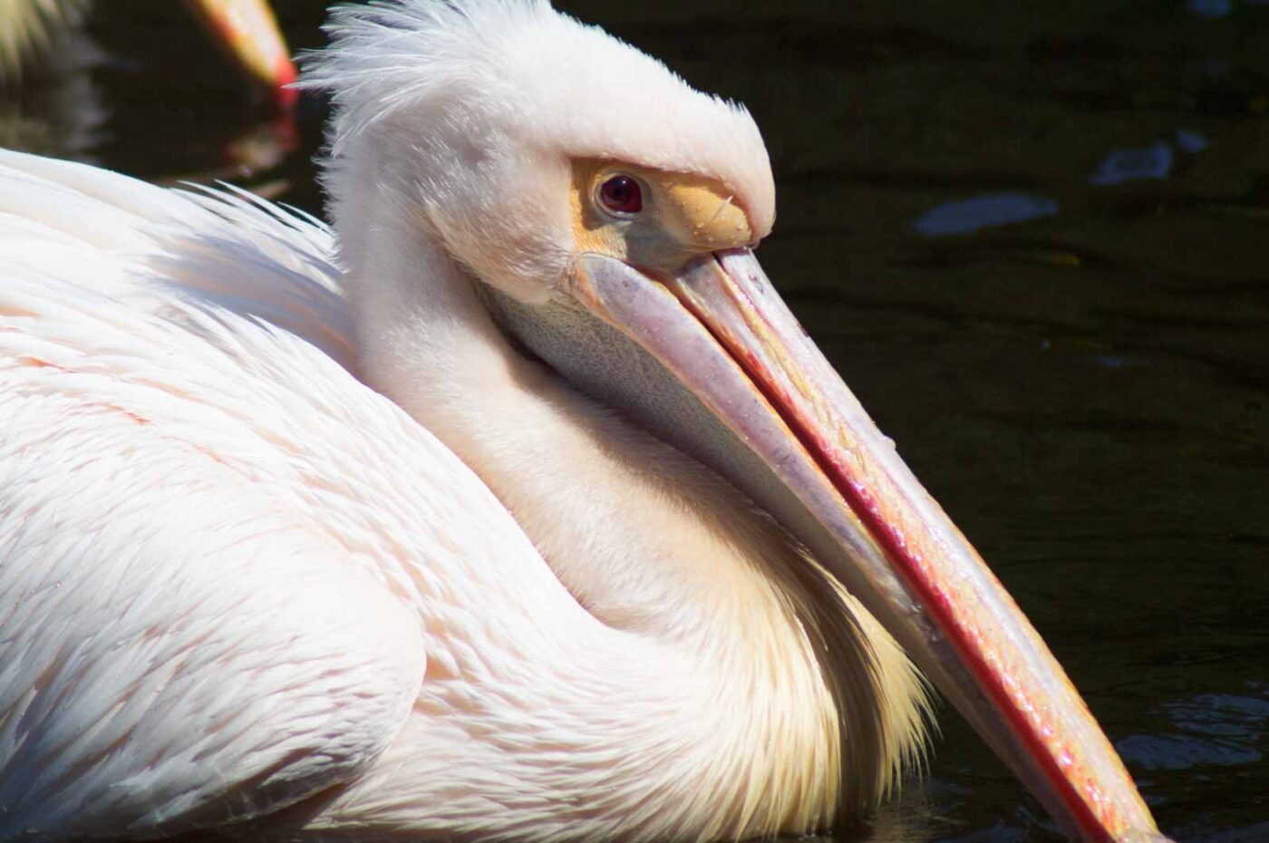 2018-04-19 - Walsrode - Vogelpark