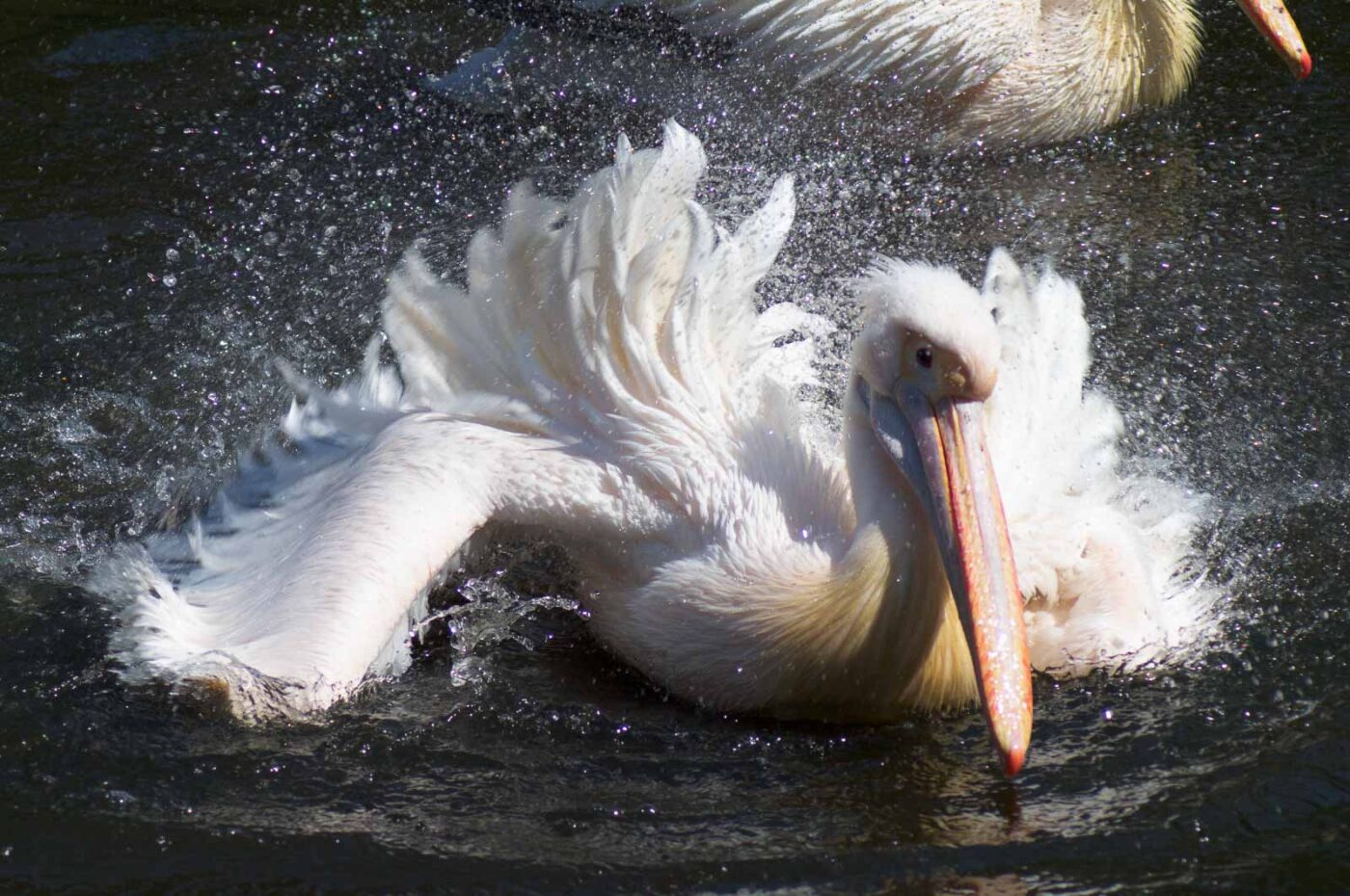 2018-04-19 - Walsrode - Vogelpark