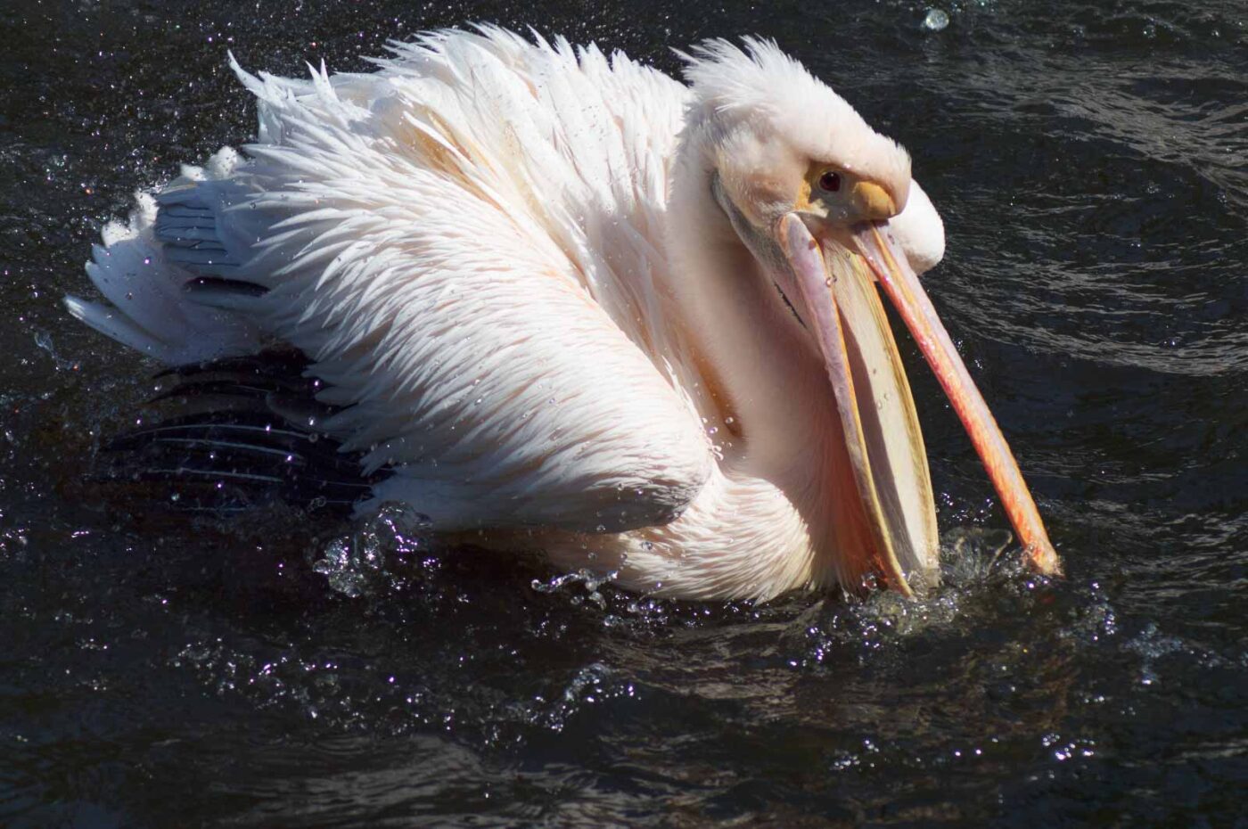 2018-04-19 - Walsrode - Vogelpark