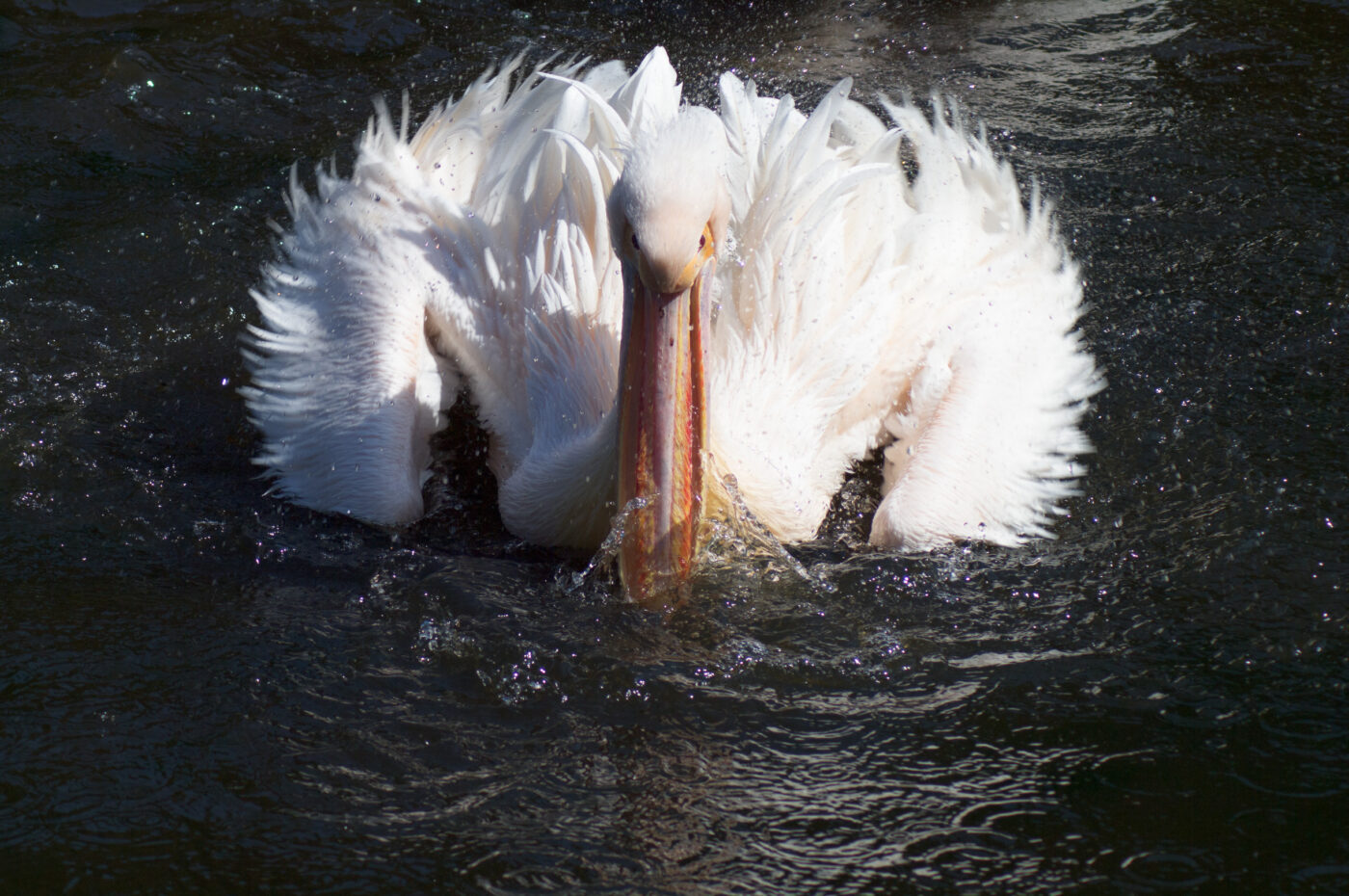 2018-04-19 - Walsrode - Vogelpark