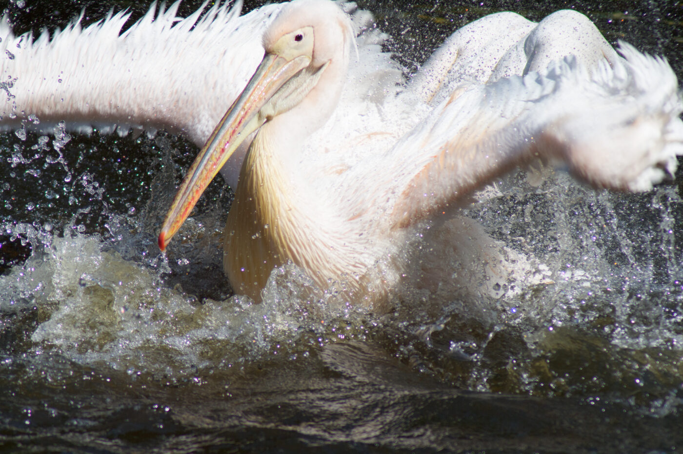 2018-04-19 - Walsrode - Vogelpark